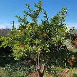 Quinta Teresinha