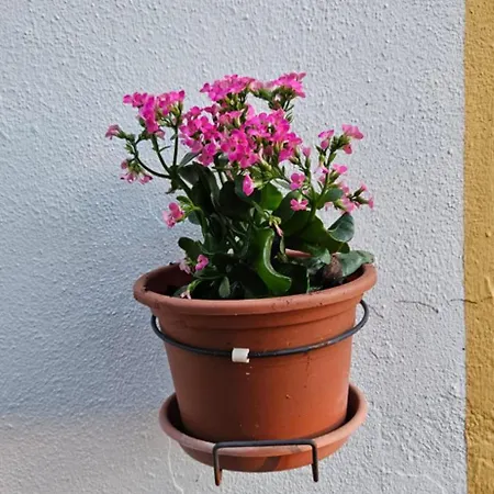 Quinta Teresinha