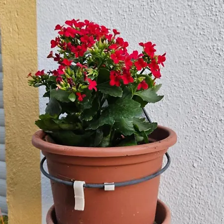 Quinta Teresinha בית כפרי *