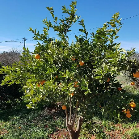 Quinta Teresinha